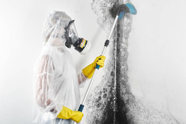 Best Environmental Consulting for Mold Prevention  in Lafayette, GA